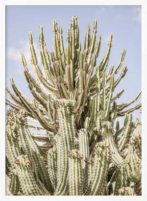 Cactus Symphony Poster