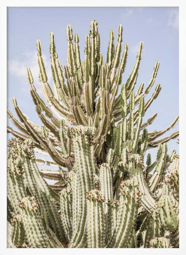 Cactus Symphony Poster