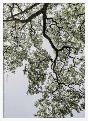 Ethereal Canopy Poster