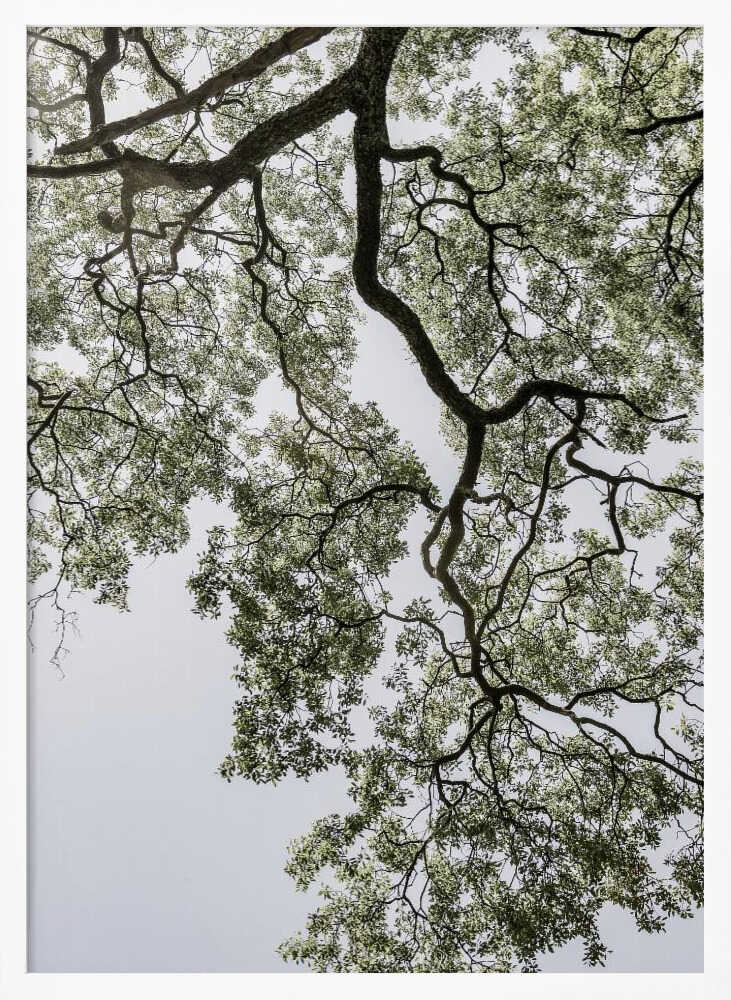 Ethereal Canopy Poster