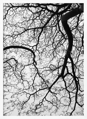 Branches' Dance Poster