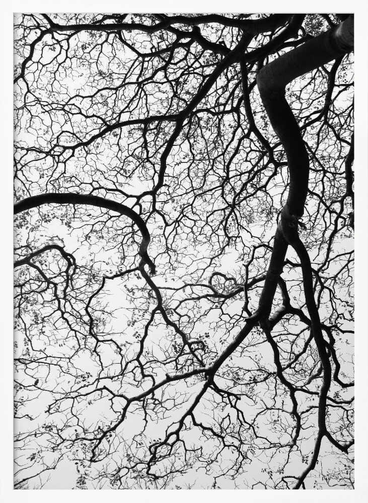 Branches' Dance Poster