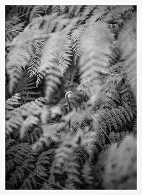 Black And White Photograph Poster