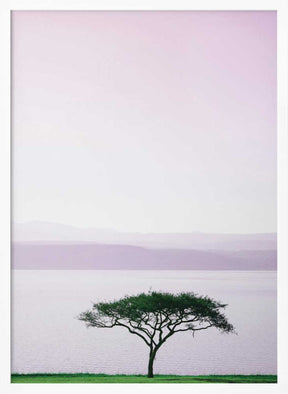 Tree By A Tranquil Lake Poster