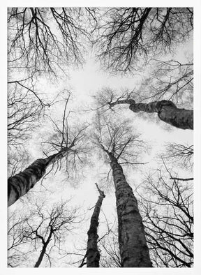 Reaching Branches Poster