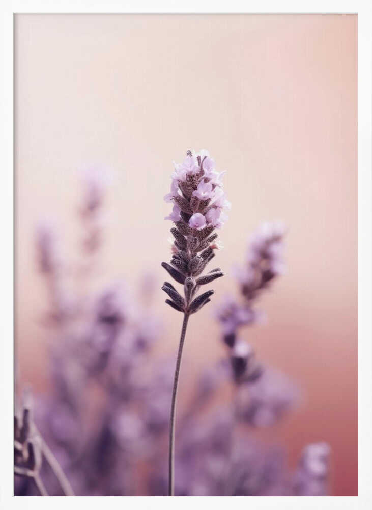 Lavender Serenity Poster