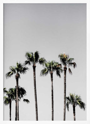 Palm Trees 5 Poster