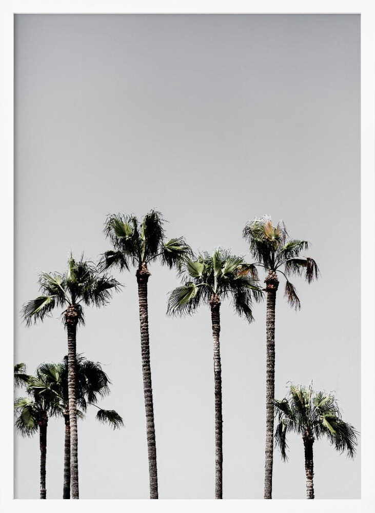 Palm Trees 5 Poster