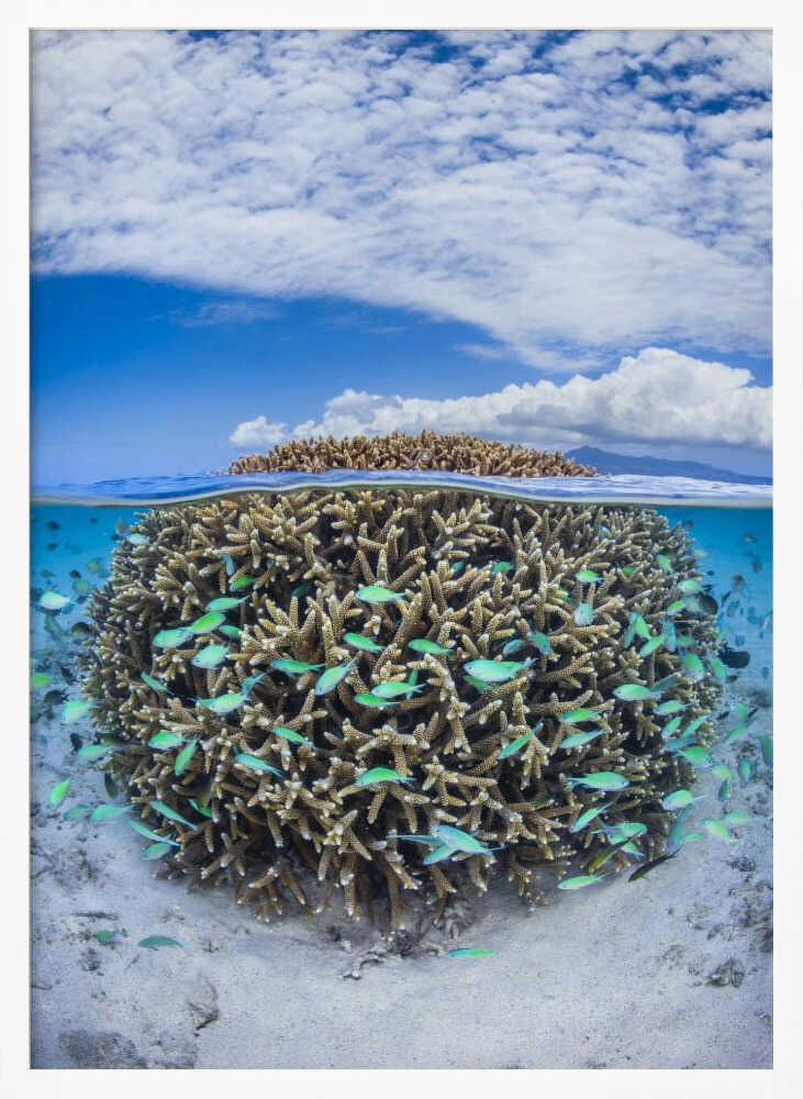 Coral Ball from Mayotte Poster