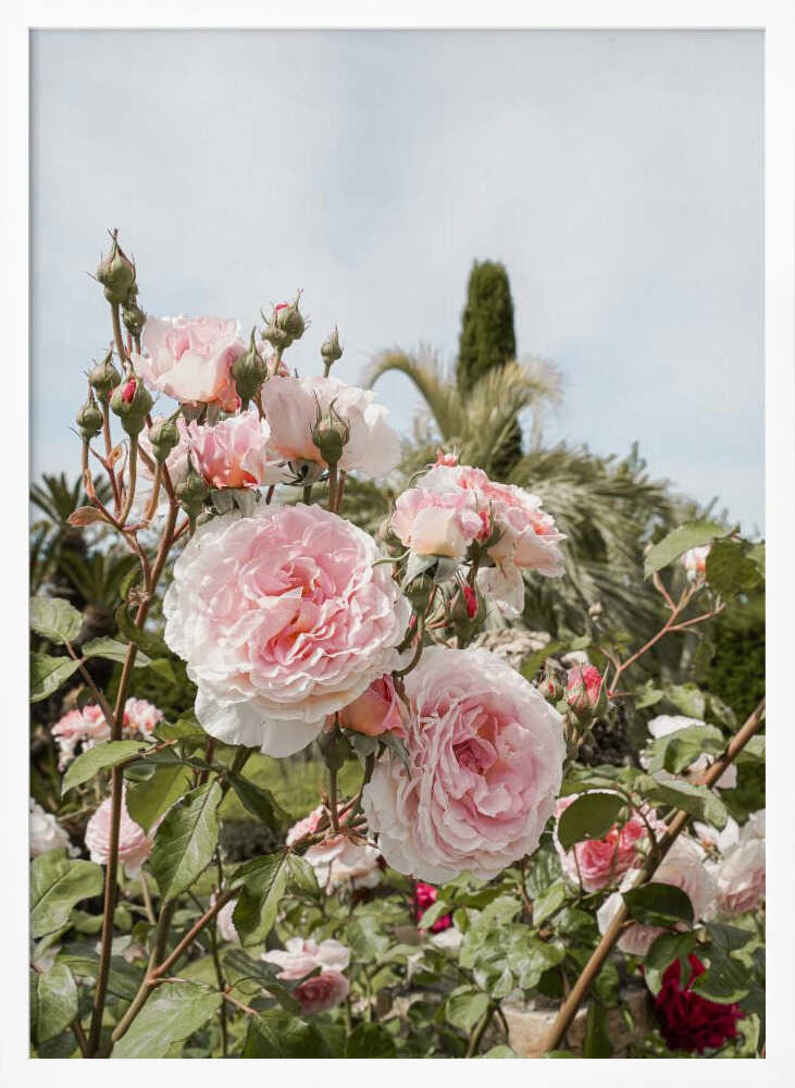 Garden Roses Poster