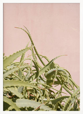 Cacti on Pink Poster