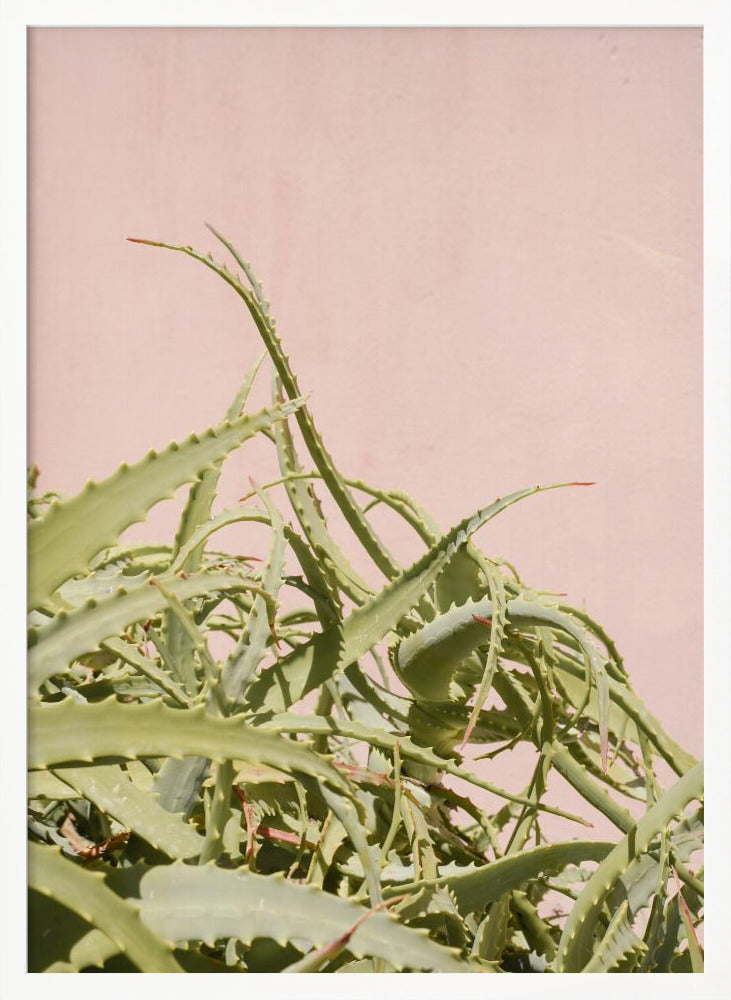 Cacti on Pink Poster