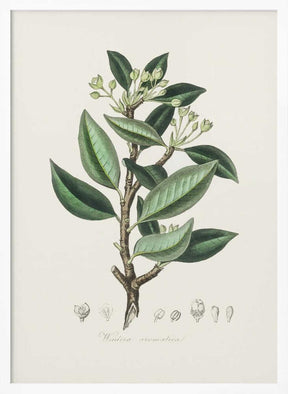 Wintera Aromatica Medical Botany Poster