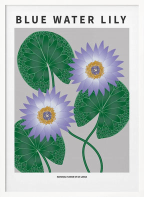 Blue Water Lily - National flower of Sri Lanka Poster