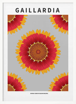 Gaillardia - National flower of Belgium Poster