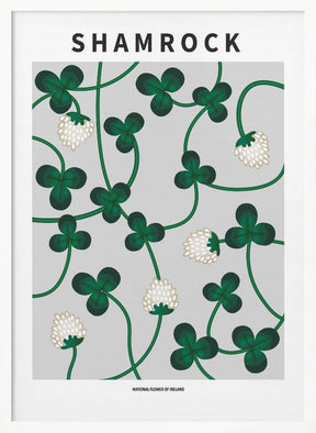 Shamrock - National flower of Ireland Poster