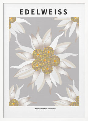 Edelweiss - National flower of Switzerland Poster