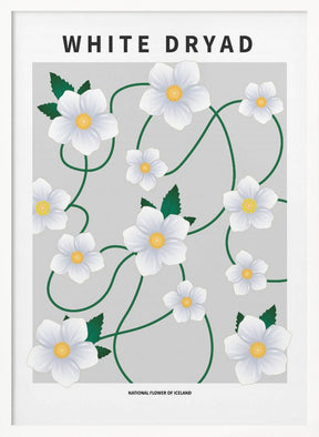 White dryad - National flower of Iceland Poster