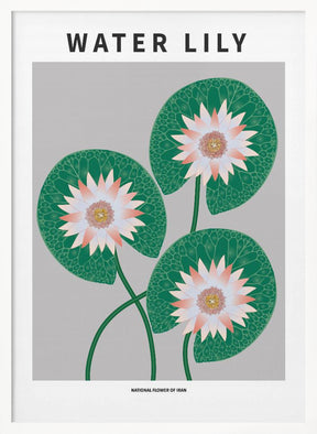 Water Lily - National flower of Iran Poster