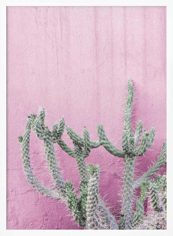 Cactus On Pink Poster