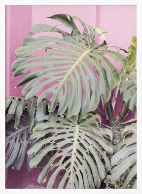 Monstera leaf La Muralla Poster