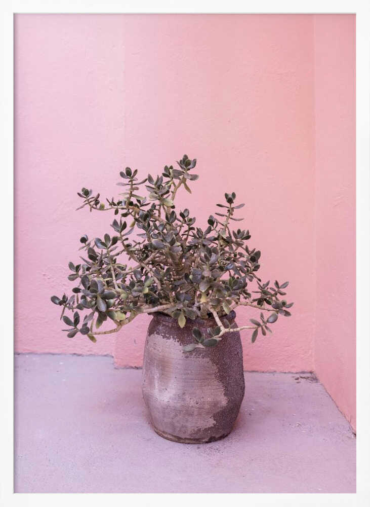 Spanish Rustic Succulent Poster