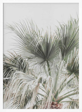 Palm Leaf Poster