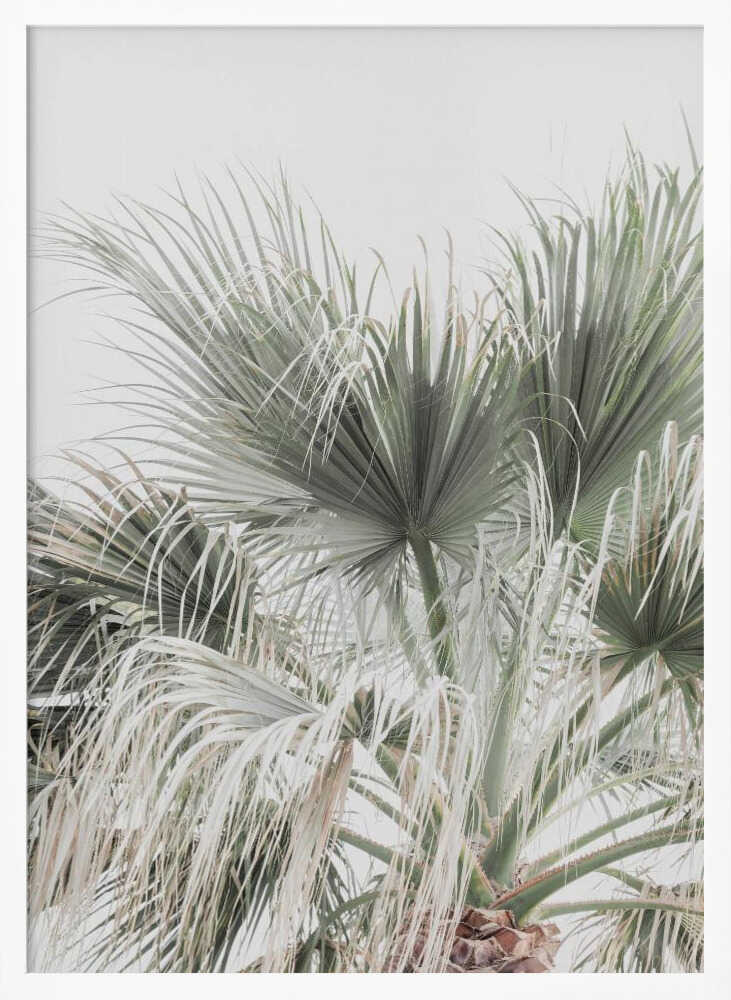 Palm Leaf Poster
