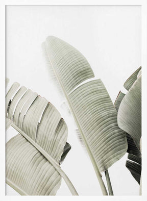 Banana leaf 1 Poster