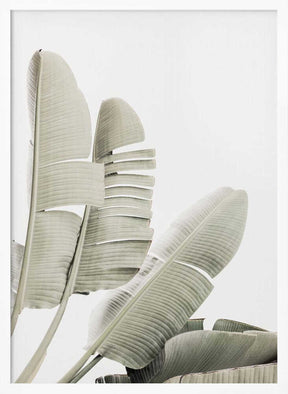 Banana leaf 2 Poster