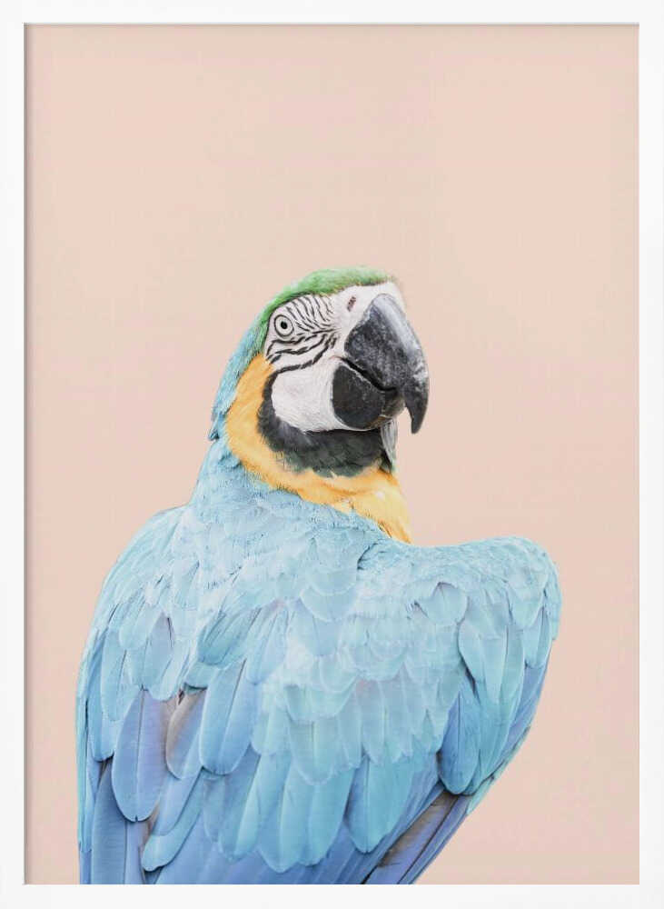 Blue Macaw Poster