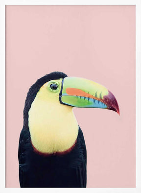 Toucan on Pink Poster