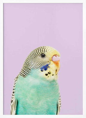 Badgie Poster