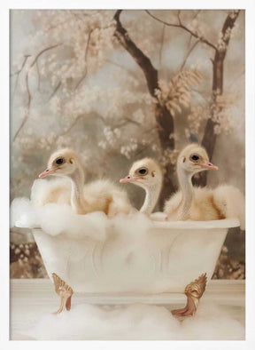 Bubbly Ostrich Trio Poster
