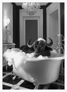 Curious Buffelo In the Tub Poster