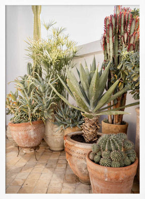 Garden with Various Potted Succulents and Cacti Poster