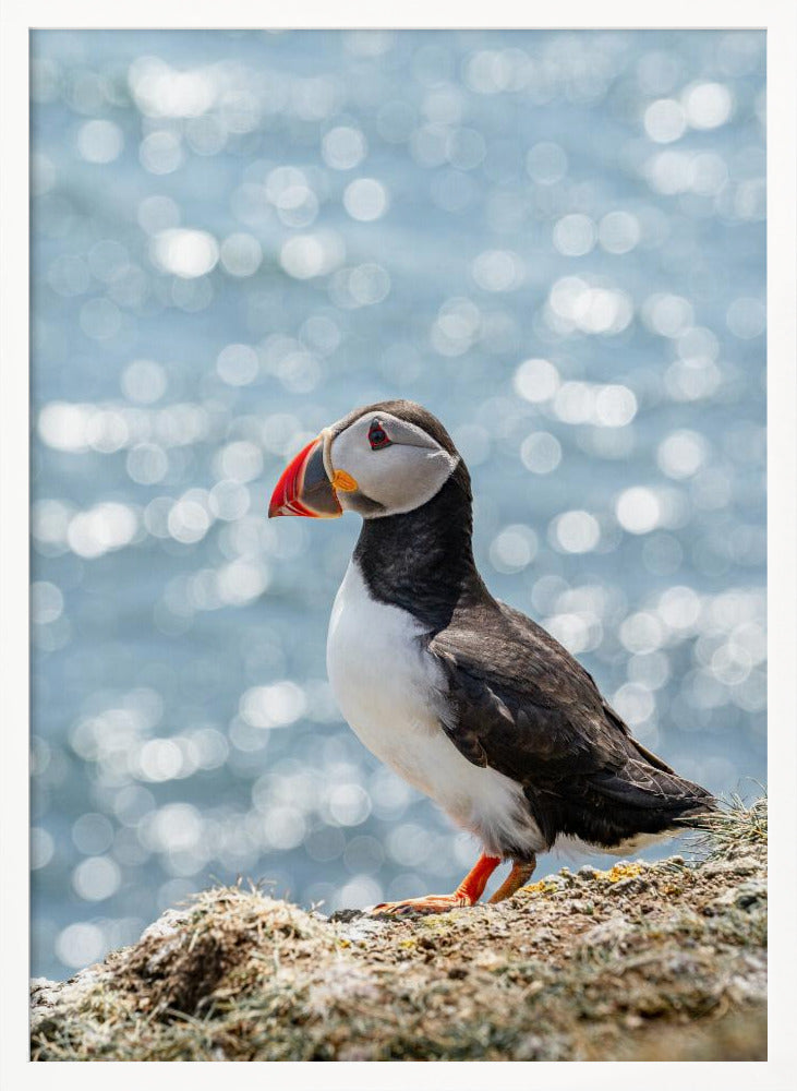 Scottish Puffin Poster