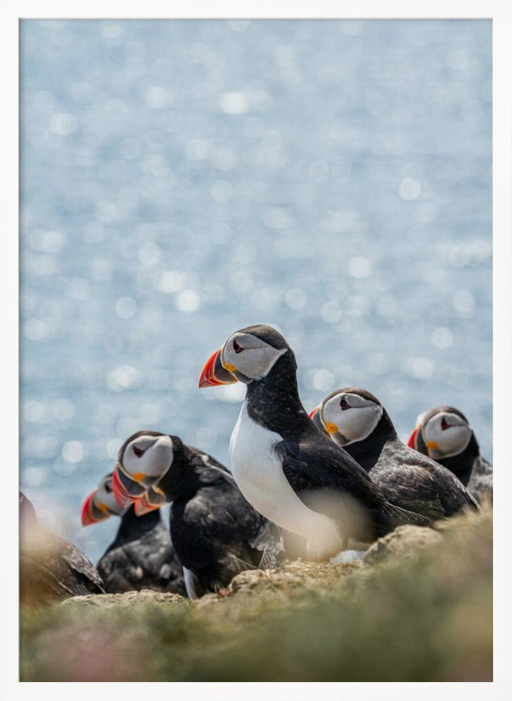 Scottish Puffins Poster