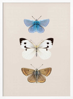 English Butterlies 2 Poster