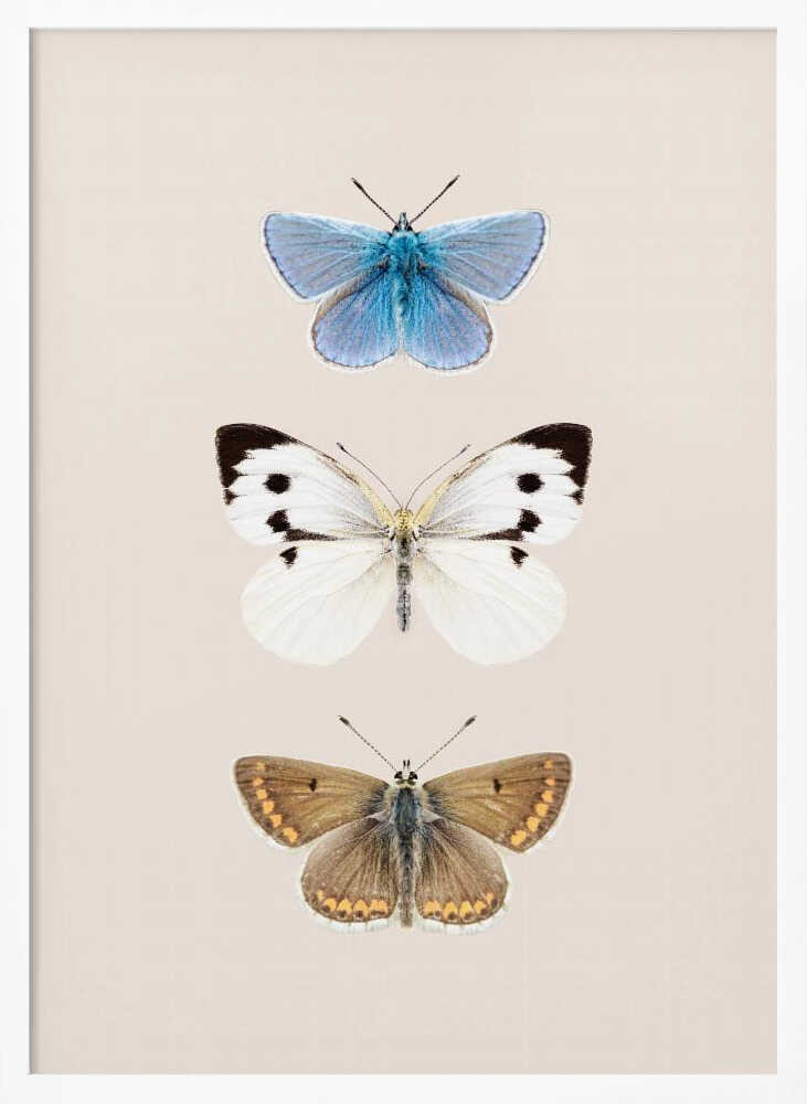 English Butterlies 2 Poster