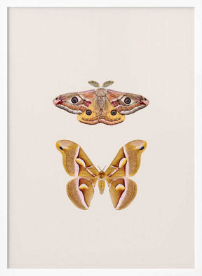 Moths Poster