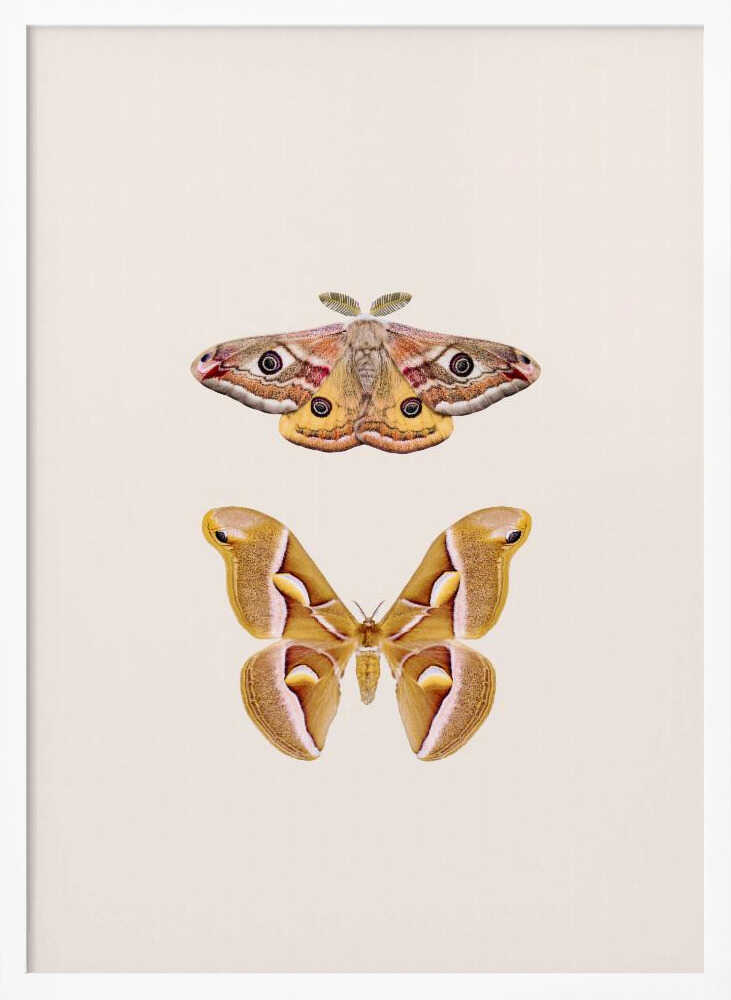 Moths Poster