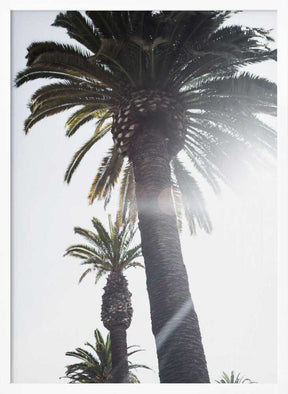Palm Trees Poster