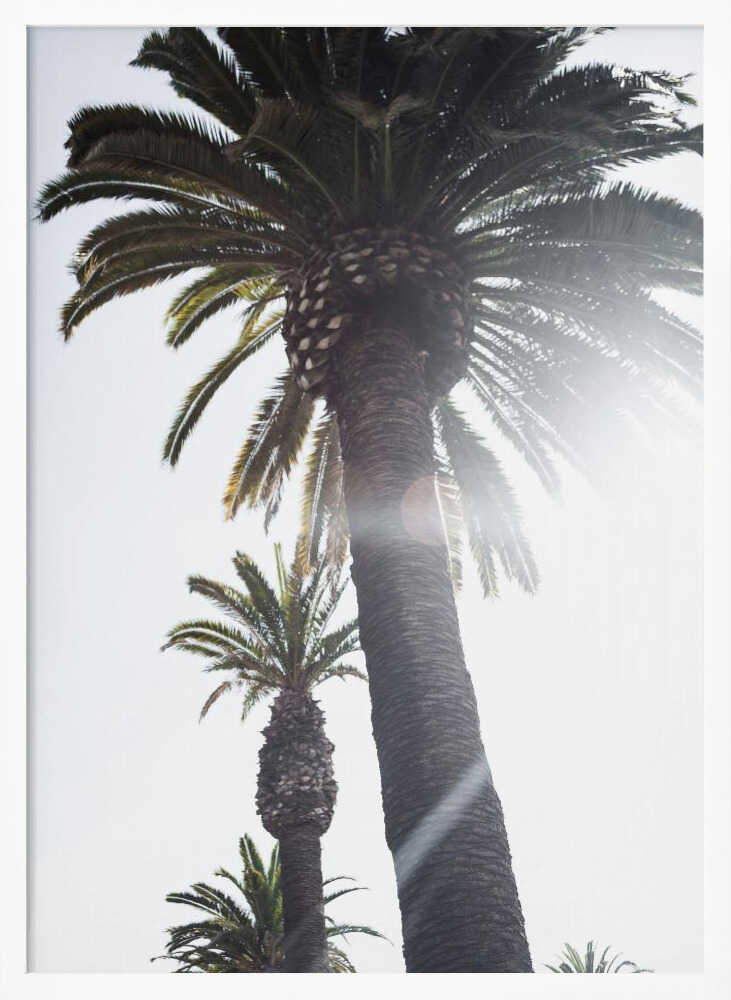 Palm Trees Poster