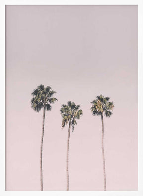 Palms On Pink Poster