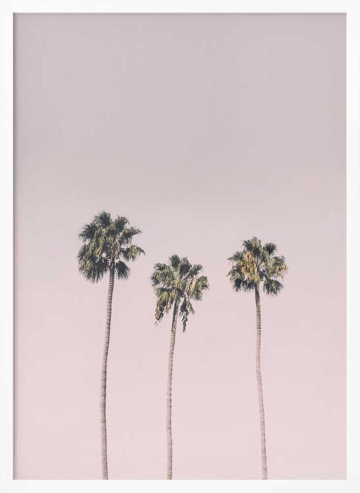 Palms On Pink Poster