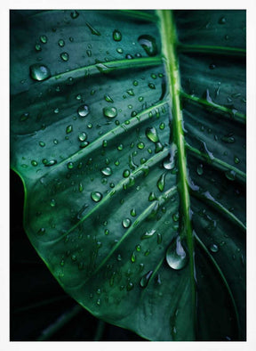 Rain Kissed Leaf Poster