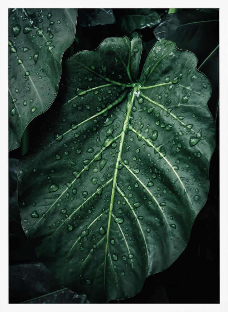 Rain Kissed Leaves Poster