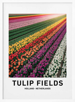 Tulip Fields Poster