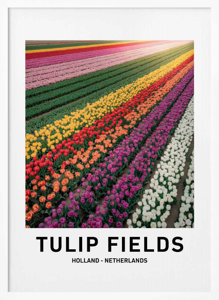 Tulip Fields Poster